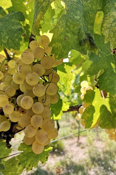 vermentino-doc-colli